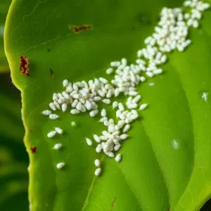 wełnowce jak się pozbyć