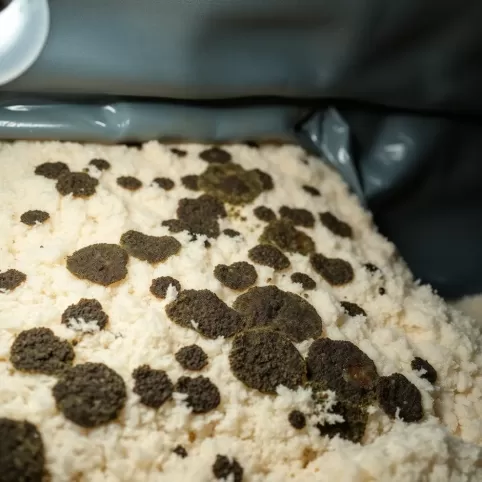 Wilgoć między wełną a membraną